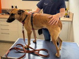 ClinicVet Beaumont-le-Roger