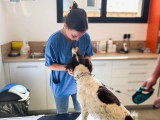 ClinicVet Beaumont-le-Roger