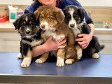 ClinicVet Beaumont-le-Roger
