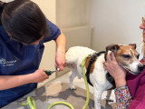 ClinicVet Bernay