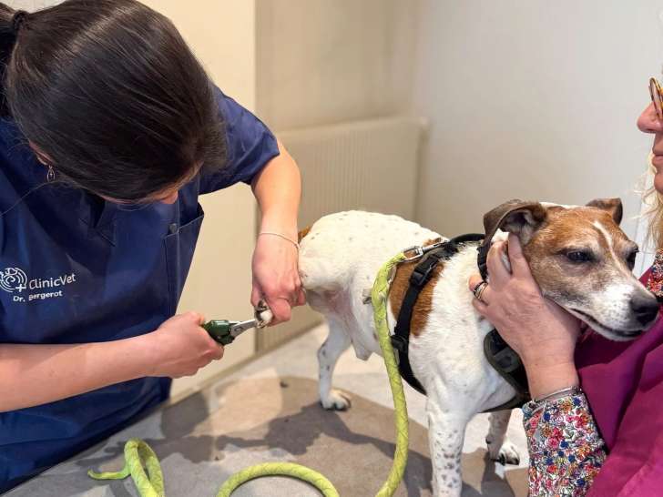 ClinicVet Bernay