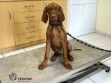 ClinicVet Blangy Sur Bresle
