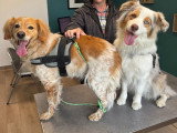 ClinicVet Bosc-Le-Hard
