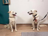 ClinicVet Bosc-Le-Hard