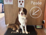 ClinicVet Bosc-Le-Hard