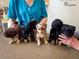 ClinicVet Broglie