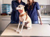 ClinicVet Dieppe