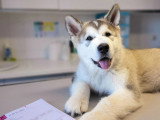 ClinicVet Dieppe