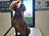 ClinicVet Dieppe