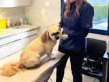 ClinicVet Dieppe