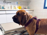 ClinicVet Dieppe