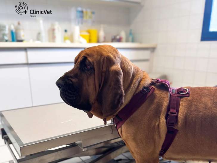 ClinicVet Dieppe
