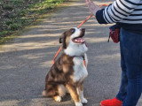 Education canine extérieur
