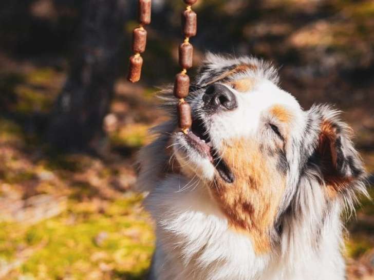 The Walking Dogs Center