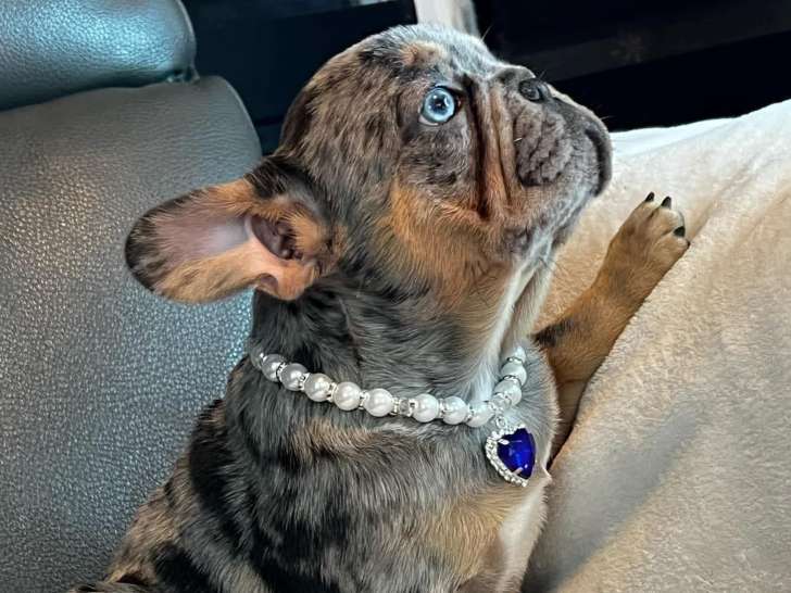 Babyfrencies