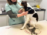 ClinicVet Gournay-en-Bray