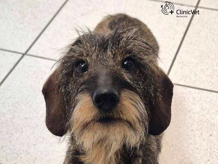ClinicVet Martainville