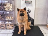 ClinicVet Martainville