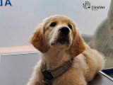 ClinicVet Martainville