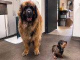 ClinicVet Isneauville
