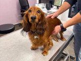 ClinicVet Isneauville