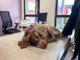 ClinicVet Isneauville
