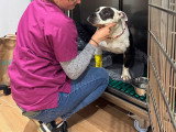 ClinicVet Mont-Saint-Aignan