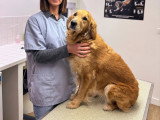 ClinicVet Mont-Saint-Aignan