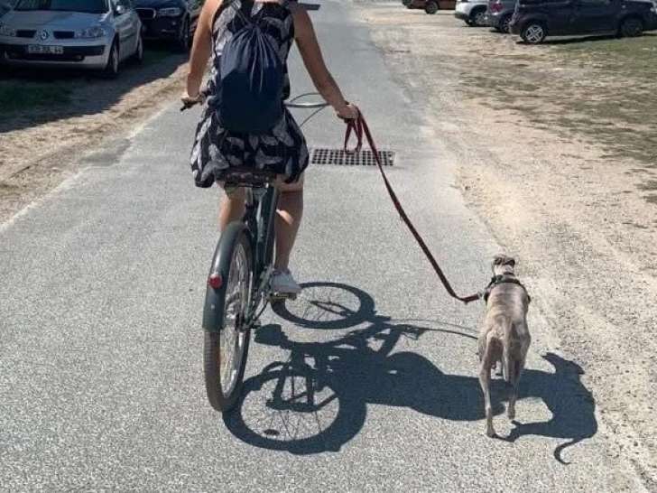 Hélène Éducation Canine
