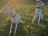 Hélène Éducation Canine