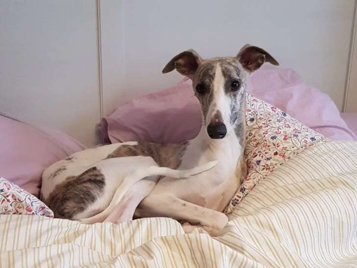 Hélène Éducation Canine