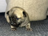 Lesly’s Chihuahua