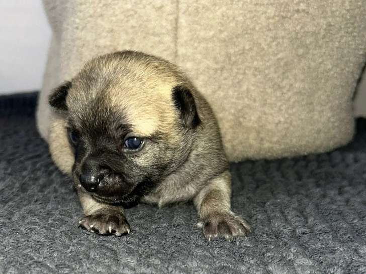 Lesly’s Chihuahua