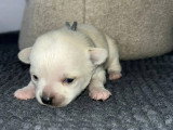 Lesly’s Chihuahua