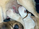 Lesly’s Chihuahua