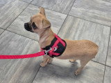 Lesly’s Chihuahua