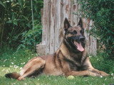 RespectDogs Beauvais