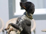 RespectDogs Beauvais