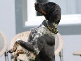 RespectDogs Beauvais