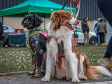 RespectDogs Beauvais