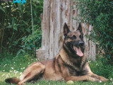 RespectDogs Beauvais