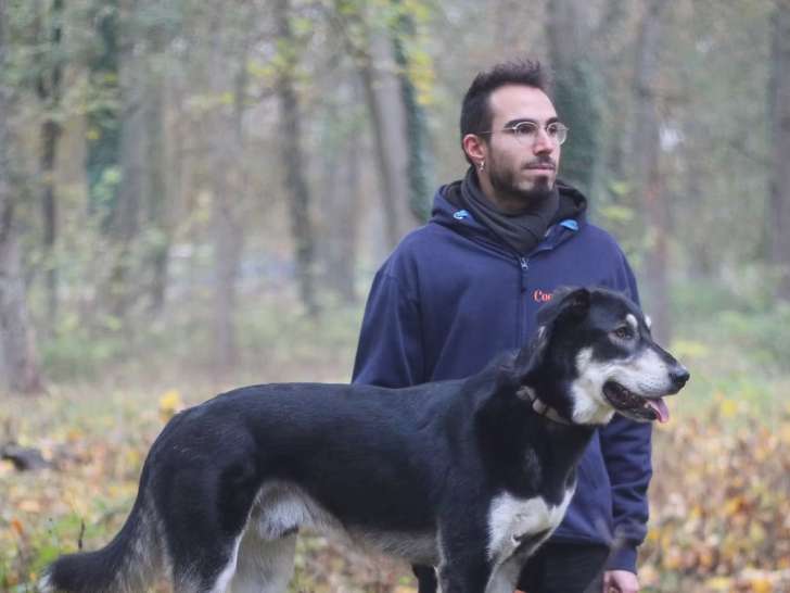 Cool Dog