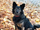 Cool Dog