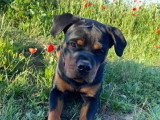 Cool Dog