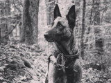 Cool Dog