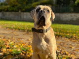 Cool Dog