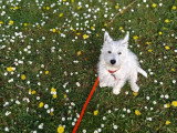 Cool Dog