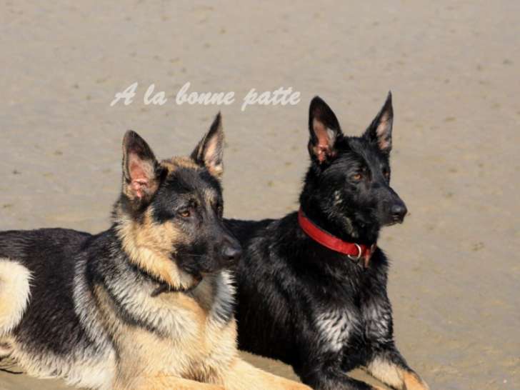 À la bonne patte