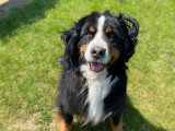 La Garderie Canine