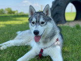La Garderie Canine